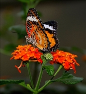 schmetterling1