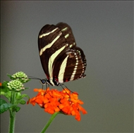 schmetterling10