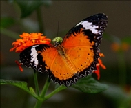 schmetterling12