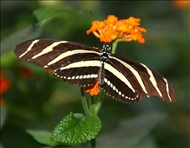 schmetterling13