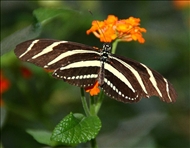 schmetterling13