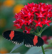 schmetterling17