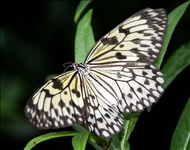 schmetterling2