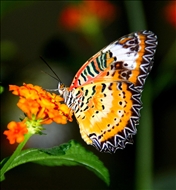 schmetterling23