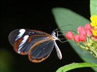 schmetterling25