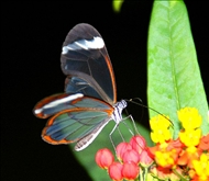 schmetterling26