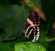 schmetterling27