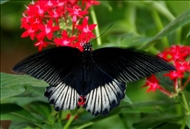 schmetterling28