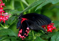schmetterling29
