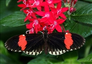 schmetterling30