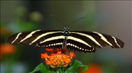 schmetterling31