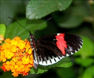 schmetterling32