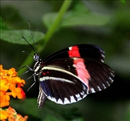 schmetterling33