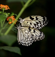 schmetterling34