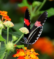 schmetterling35