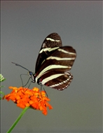 schmetterling36