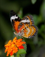schmetterling37