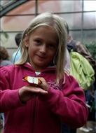 schmetterling38