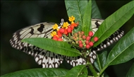 schmetterling39