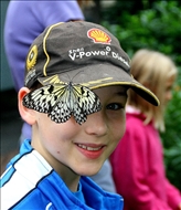 schmetterling4