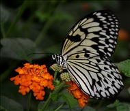 schmetterling40