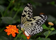 schmetterling41