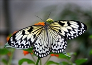 schmetterling6