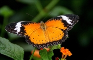 schmetterling8