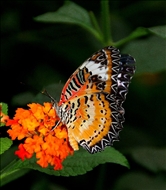 schmetterling9