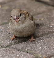 Spatz24